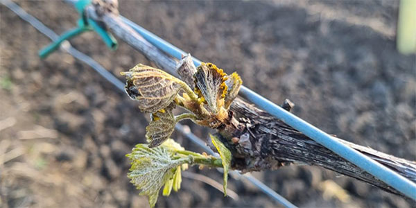 Asnacodi, al via la campagna assicurativa